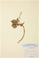 藏品(白楊樹)的圖片